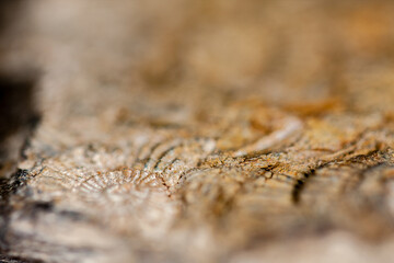 Impresión de fósil