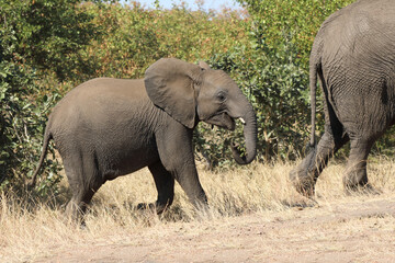 Afrikanischer Elefant / African elephant / Loxodonta africana.