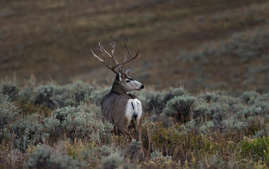 mule deer buck standing in sagebrush out west  © Debbie