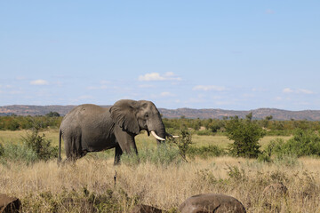 Fototapeta premium Afrikanischer Elefant / African elephant / Loxodonta africana