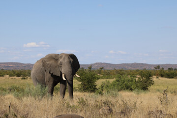 Fototapeta premium Afrikanischer Elefant / African elephant / Loxodonta africana