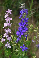 Garden delphinium - Consolida ajacis  - Garten-Rittersporn 