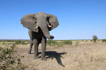 Afrikanischer Elefant / African elephant / Loxodonta africana