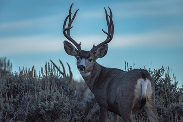 mule deer bucks at dawn
