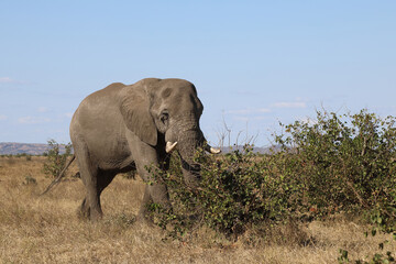 Fototapeta premium Afrikanischer Elefant / African elephant / Loxodonta africana