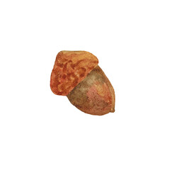 Acorn isolated on white background clipart. Drawn in watercolor by hand.
