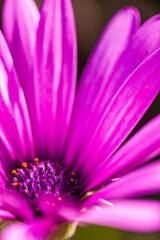 Obraz premium Flor pùrpura
