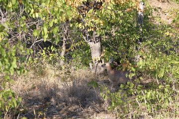 Sharpe-Greisbock / Sharpe's grysbok / Raphicerus sharpei