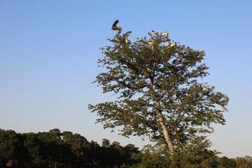 Nimmersatt / Yellow-billed stork / Mycteria ibis