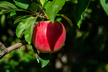 red apple hanging with shadow of leaf