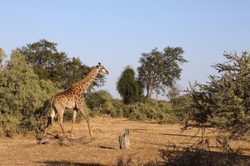 Giraffe / Giraffe / Giraffa Camelopardalis