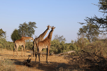 Giraffe / Giraffe / Giraffa Camelopardalis