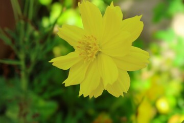 yellow flower in the garden