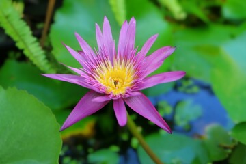 Obraz premium purple lotus flower