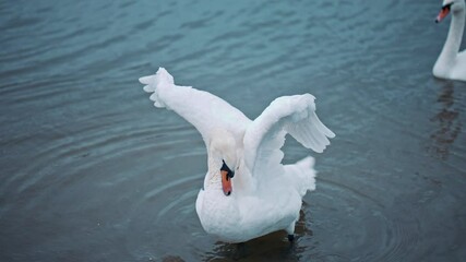Portrait of elegant swan flapping his wings in the water. Graceful bird rotating his thin neck and enjoying the beauty of the lake and nature. Concept elegance. Wildlife and fauna. Symbol of purity.