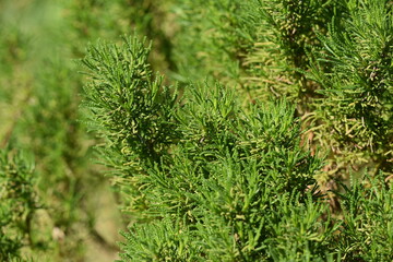 Olivenkraut - Santolina viridis - Olive herb  © Bill Ernest