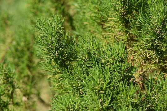 Olivenkraut - Santolina viridis - Olive herb
