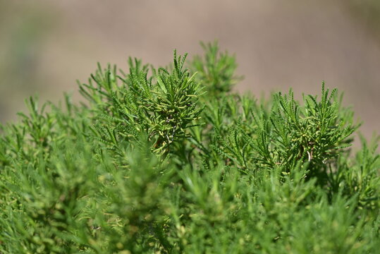 Olivenkraut - Olive herb