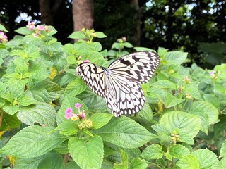 ひらひら舞うオオゴマダラ