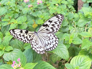 沖縄の蝶：オオゴマダラ