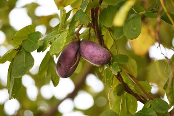 Chocolate vine fruit. Rardizabalaceae deciduous vine shrub.