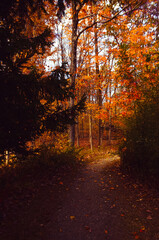 autumnal woods