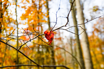 red leaf hanging on branch