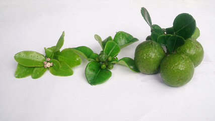 Kaffir lime or Citrus hystrix when it is still flowering, still small, and when it is big and ripe