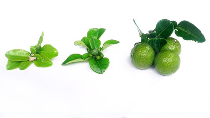 Kaffir lime or Citrus hystrix when it is still flowering, still small, and when it is big and ripe