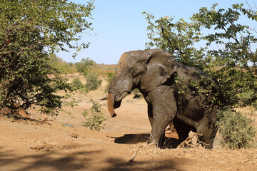Afrikanischer Elefant / African elephant / Loxodonta africana