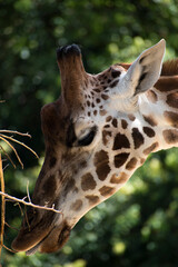 Jirafa/giraffa alimentandose, comiendo.