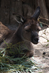 Fototapeta premium Canguro/kanguro saltando en Melbourne Australia.