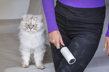 Woman cleaning black jeans with clothes roller, lint roller or hair removal roller. Cats hair on...