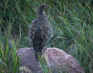 blue grouse sitting on a rock