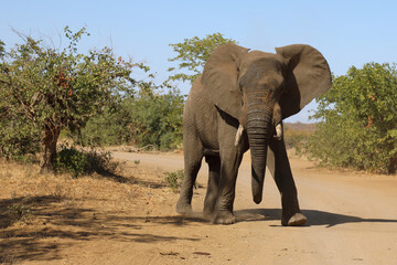 Obraz premium Afrikanischer Elefant / African elephant / Loxodonta africana