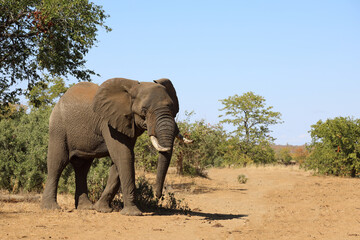 Fototapeta premium Afrikanischer Elefant / African elephant / Loxodonta africana