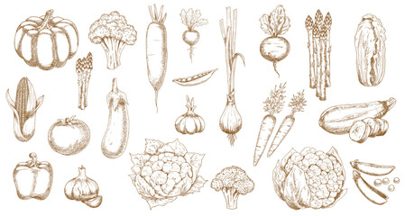 Fresh farm vegetable vector sketches of garden veggie food. Isolated tomato, carrot, broccoli and cabbage, pepper, onion, garlic, radish and cauliflower, zucchini, corn, pea and pumpkin objects - obrazy, fototapety, plakaty