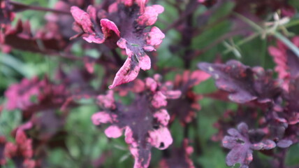 purple flowers