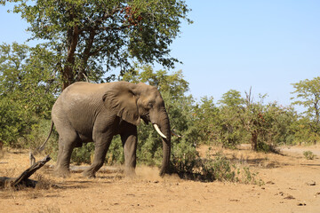 Fototapeta premium Afrikanischer Elefant / African elephant / Loxodonta africana