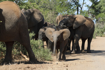 Afrikanischer Elefant / African elephant / Loxodonta africana.