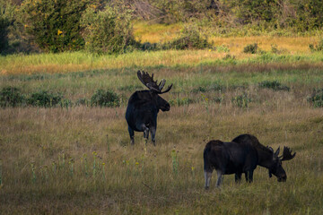 two bull moose graze on western ranch