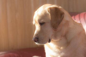 ラブラドールレトリバー　犬　ペット