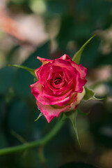 beautiful red rose