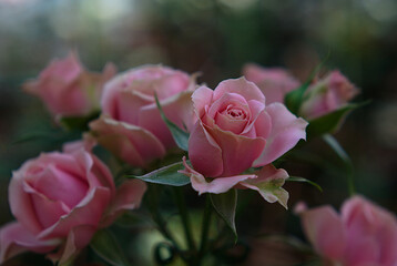 pink rose in garden