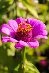 Fototapeta premium 花 ジニア 秋 大輪 ピンク 美しい