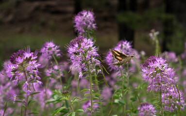 Obraz premium sphynx moth fluttering on bee plants