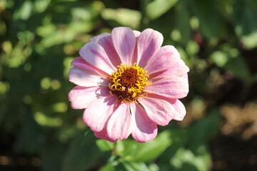 Obraz premium ピンク パステル 花 美しい 落ち着いた 花畑