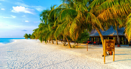 Tropical bungalow on the amazing beach with a palm tree