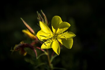 evening primrose peeking out