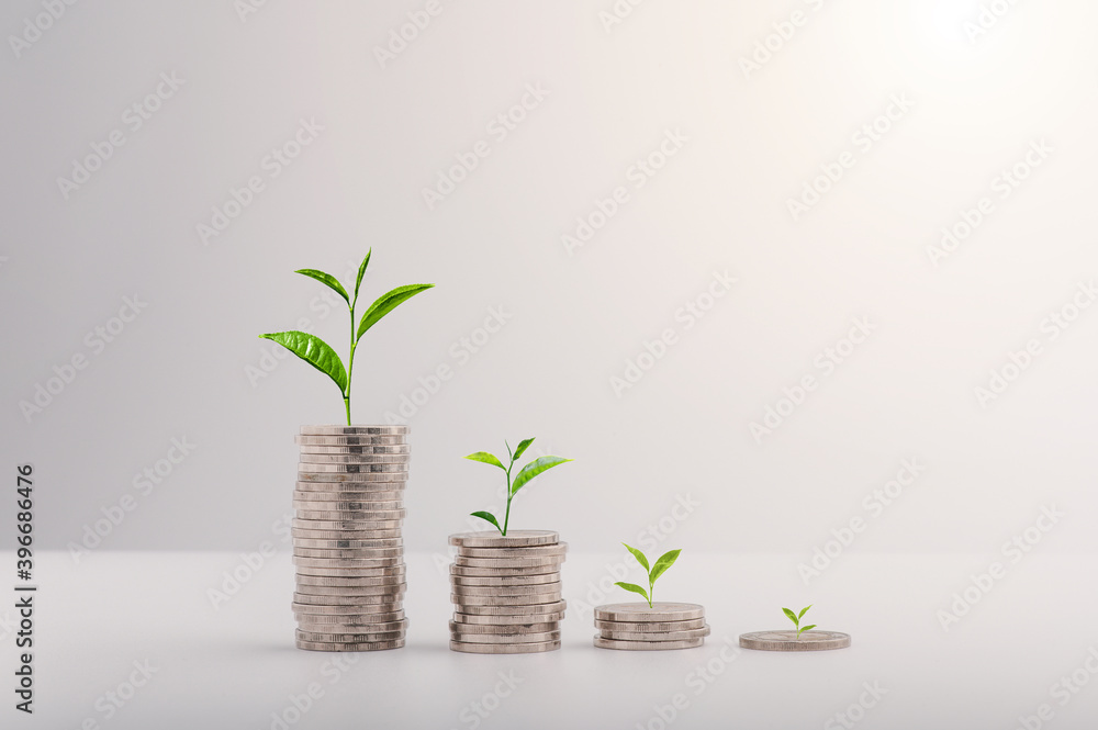 Wall mural the growth of a tree on a pile of coins. financial growth concept, rising stock concept, investment 